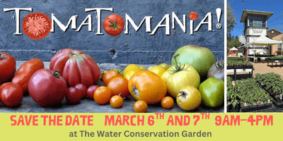 Tomatomania!